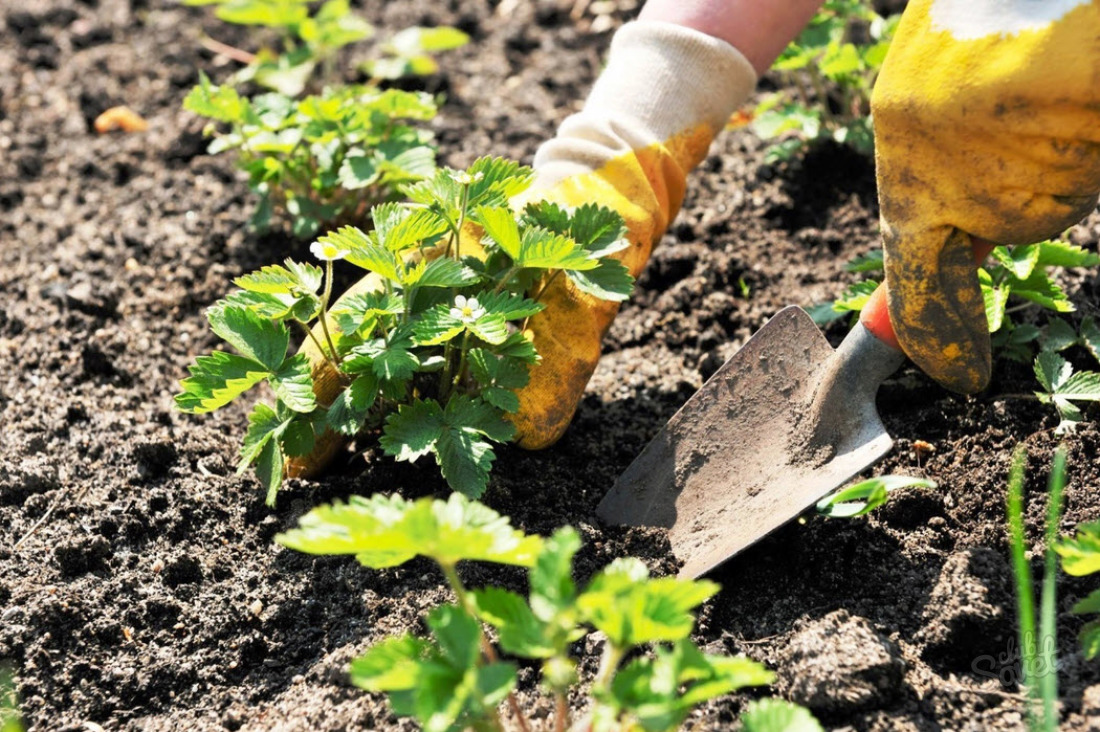 Come preparare il terreno per piantare fragole?