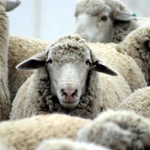 Foto wie man eine Scheune für Schafe baut