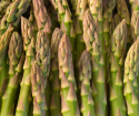 Come piantare gli asparagi