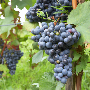 Jak dbać o winogrona