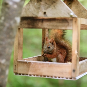 Photo how to make a feeder for squirrel