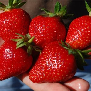How to grow strawberry