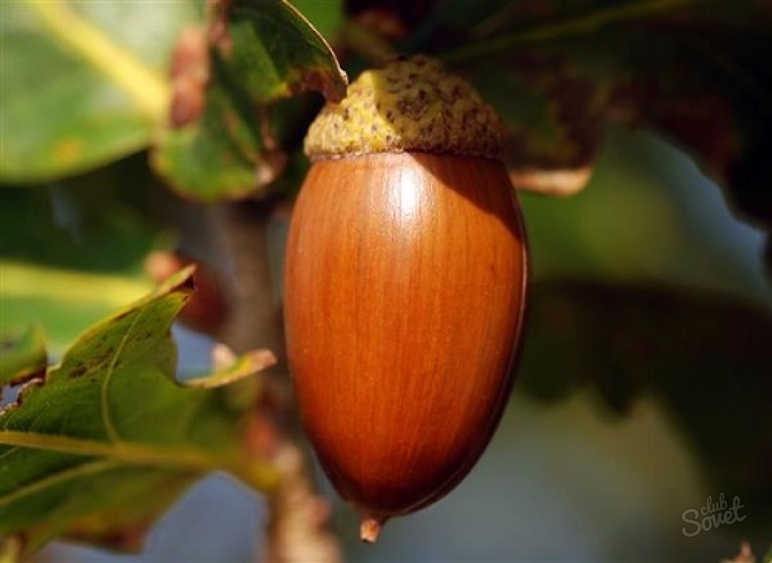 როგორ იზრდება მუხა acorns