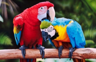 Jak se starat o papoušek