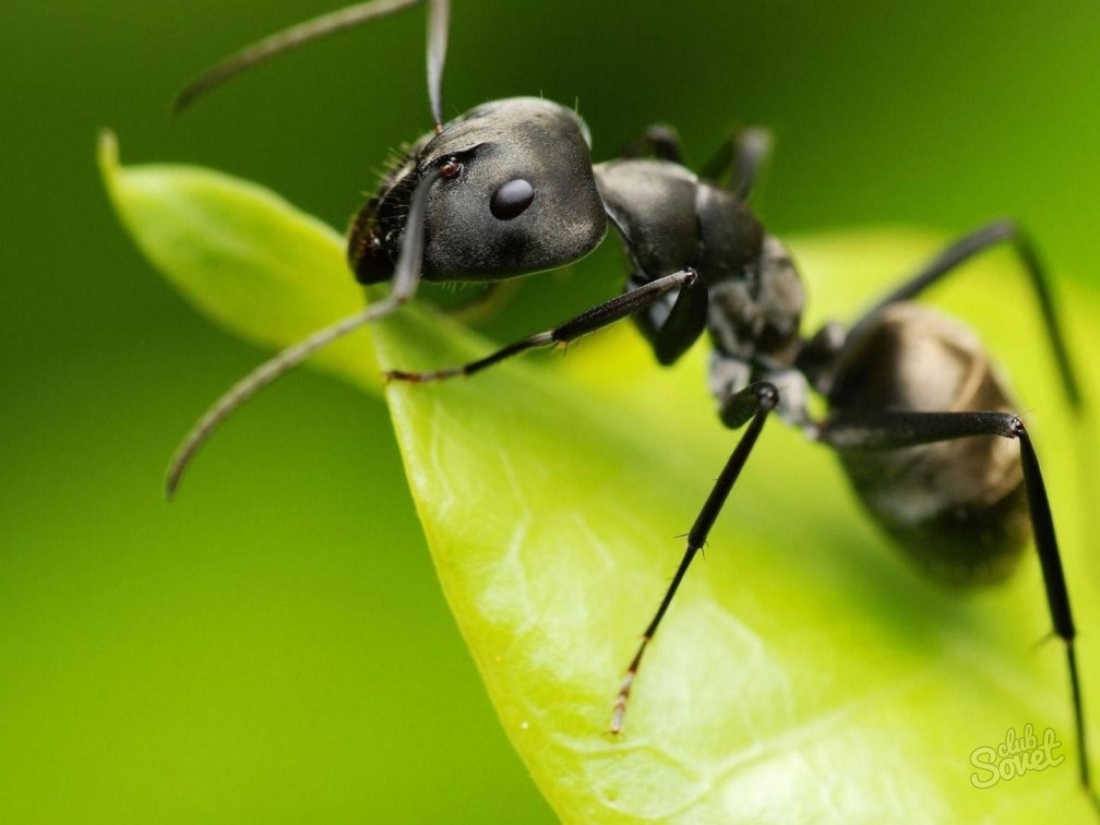 Mrówki w ogrodzie, jak się pozbyć