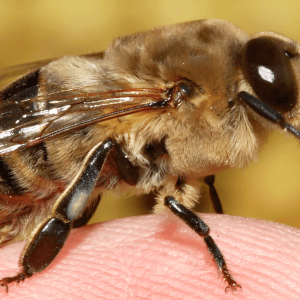 Foto Ce se poate face cu albina musca?