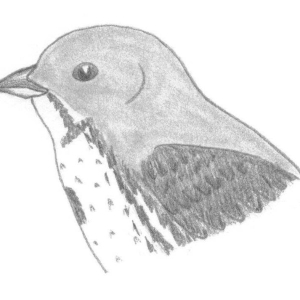 Foto Como desenhar um pássaro