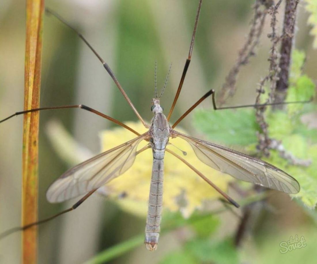 Veľký komár s dlhými nohami - čo sa nazýva a je to nebezpečné?