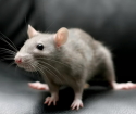 Jaké sny o myši a krysách