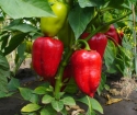 How to get rid of aphid on peppers