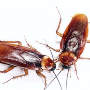 Фото как потравить тараканов