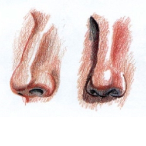 Фото как нарисовать нос