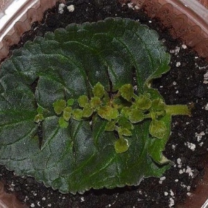 Фото как да се размножават виолетов лист