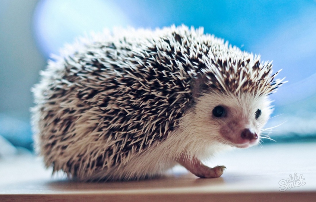 What is the dream of a woman's hedgehog?