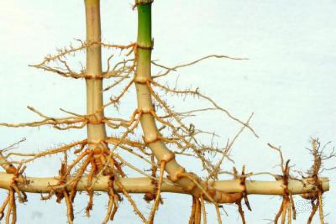 როგორ გამოვყოთ rhizome საწყისი root