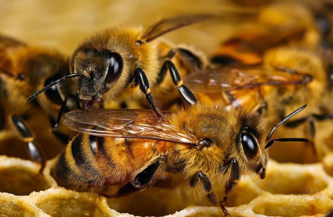 Ako vyrobiť úľ z preglejky