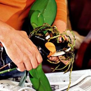 Kako presaditi phalaenopsis