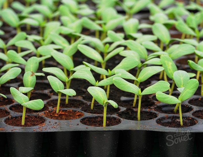 Sayanjo65-seedlings