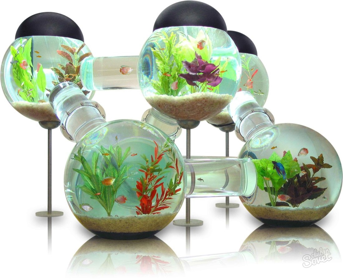Как да издаде аквариум
