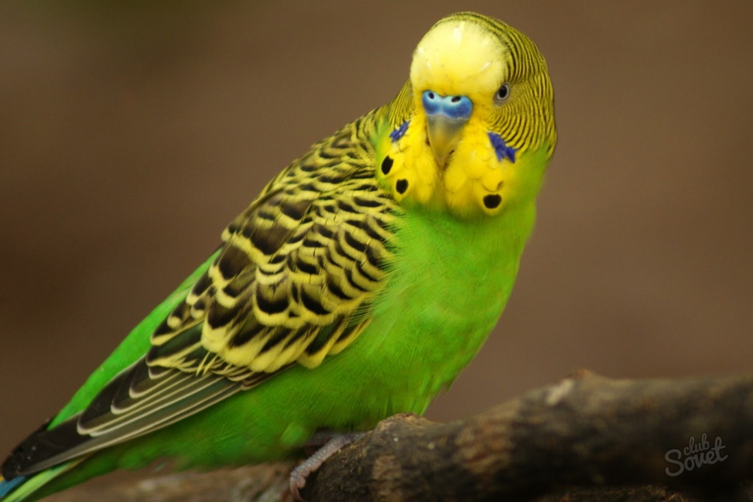 Как да опитам вълнообразен папагал