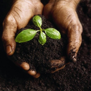 Снимка Как да приготвим почвата за разсад