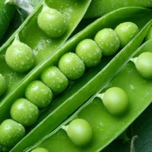 Photo how to plant peas