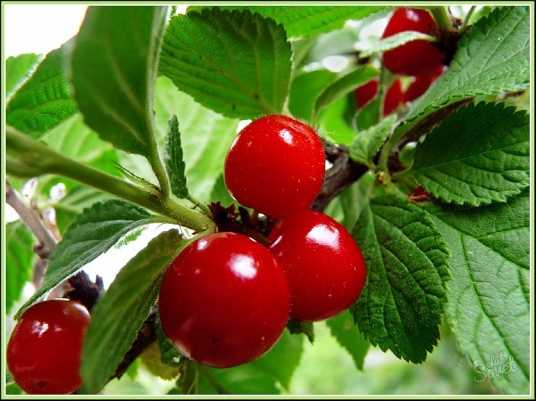 Jak pěstovat cherry