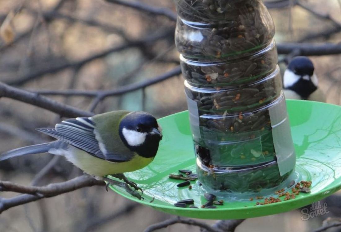 Как да направите храна за птици от пластмасова бутилка?