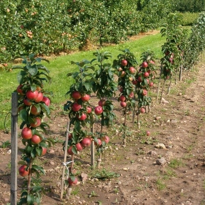 สต็อก foto วิธีการตัดแต่งต้นไม้แอปเปิ้ลอาณานิคม