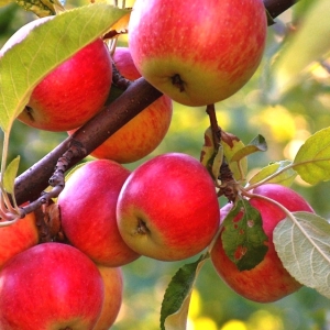 Photo how to make an apple tree