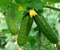 How to grow cucumbers in barrel