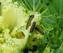 How to deal with caterpillars on the cabbage