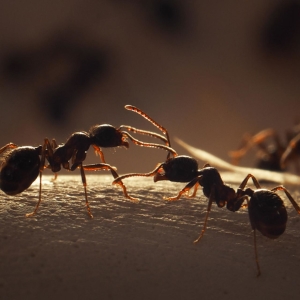 Wie kann man Ameisen in der Wohnung loswerden?