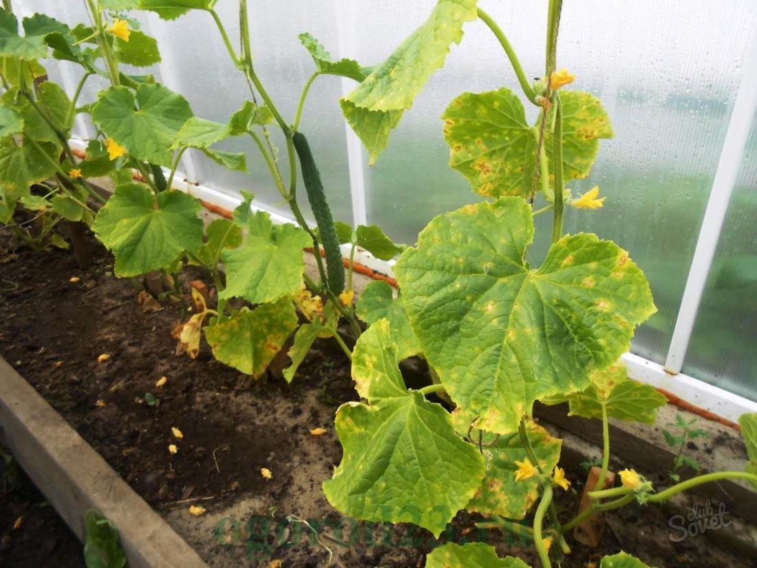 Why yellow leaves from zucchini?