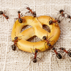 Фото как да се справим с мравките