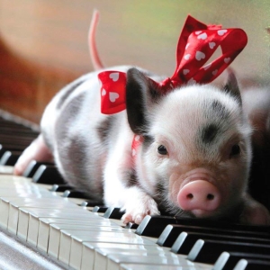 Photo What are the piglets