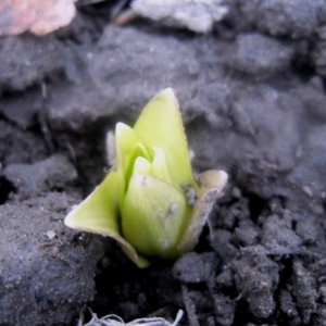 Πώς να φυτέψει κρίνα σε βολβούς άνοιξη με λαχανάκια