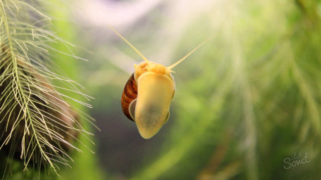 How to get rid of snails in aquarium