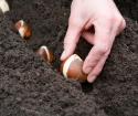 Как обработать почву перед посадкой