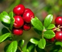 How to grow a lingonberry