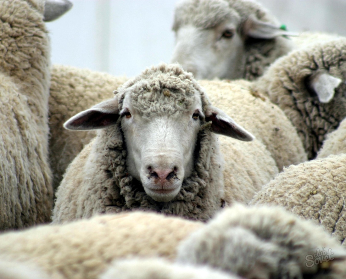 Jak stavět kůlna pro ovce