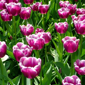 Fotó Hogyan üzembe tulipánokat?