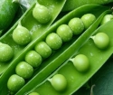 How to plant a pea