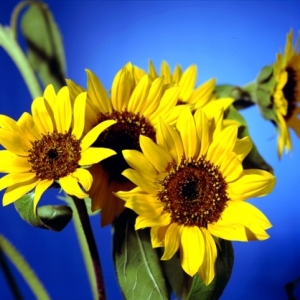 Photo how to plant sunflower