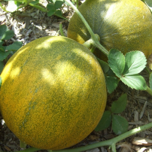 Ako zasadiť melón