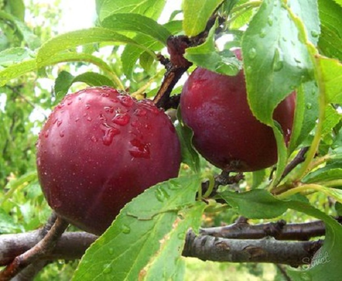 Cum să plantați un prune