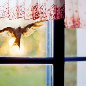Stock Foto Bird Flew Out In The Window - Sign