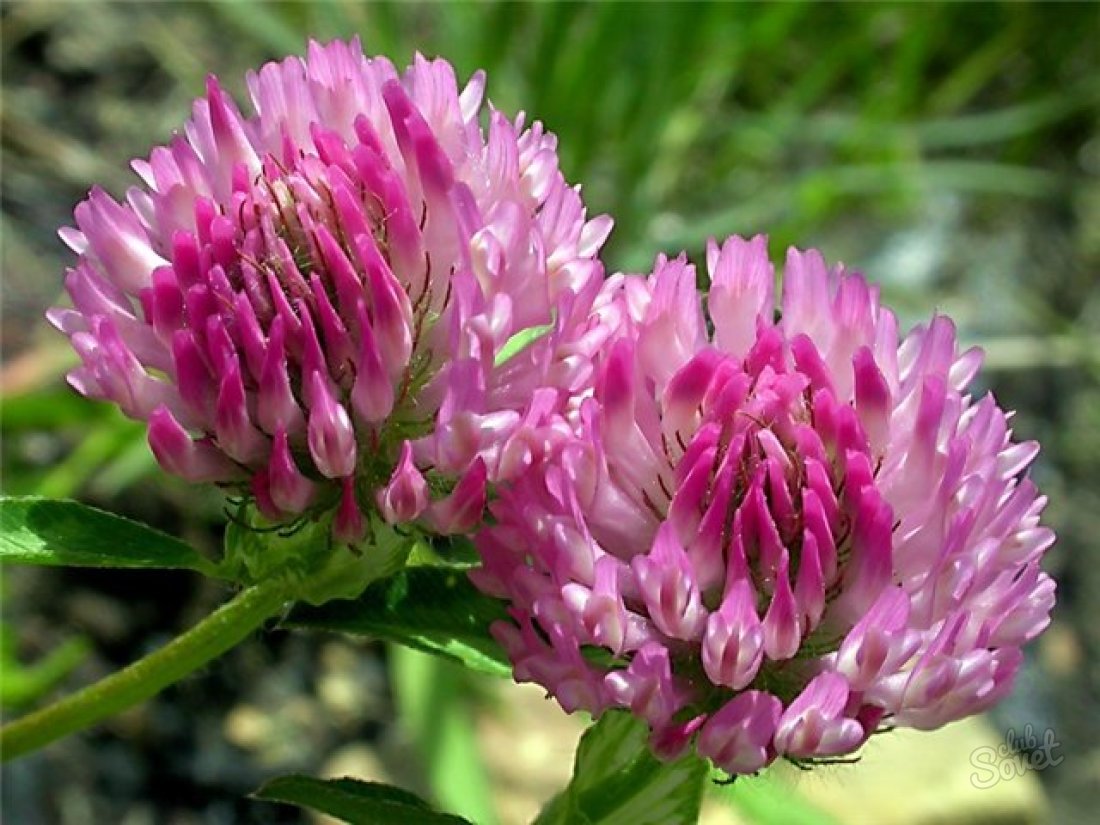 How to sow Clover