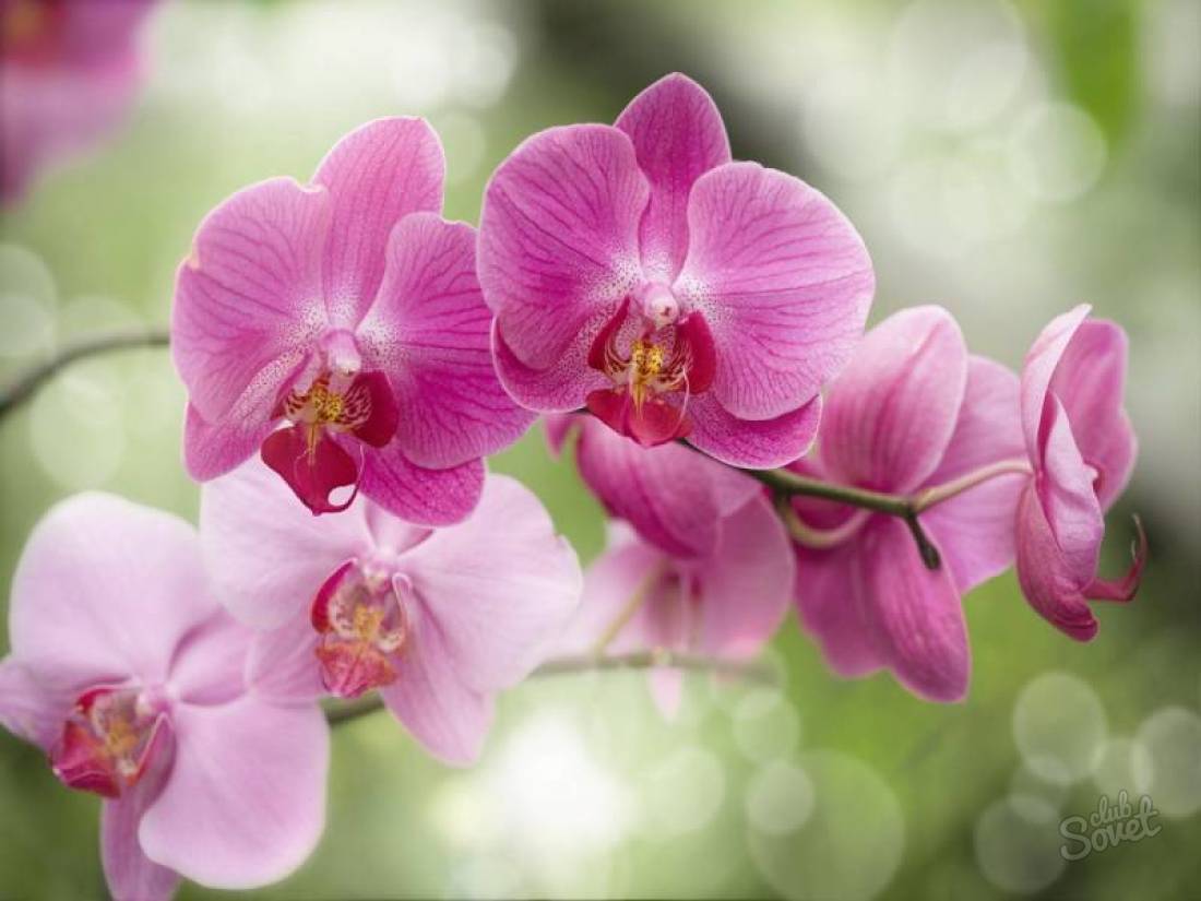 Как реанимировать орхидею в домашних условиях