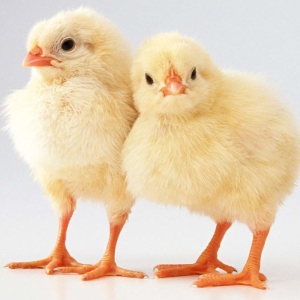 Foto Come far crescere polli da carne a casa